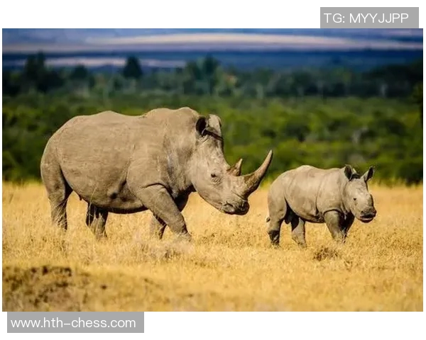 袋鼠与人类的较量：自然界中的生存智慧与适应能力的对比分析