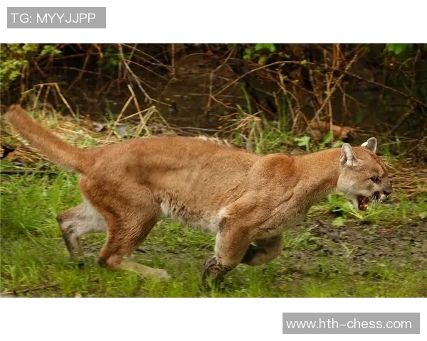 雪豹与美洲狮的生存之争谁才是野生动物之王的真正代表 雪豹与美洲狮的生存之争谁才是野生动物之王的真正代表